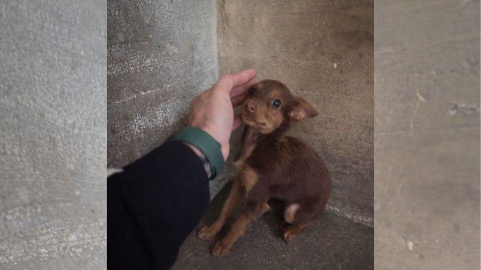 Lonely Shelter Dog Clings to the First Kind Touch