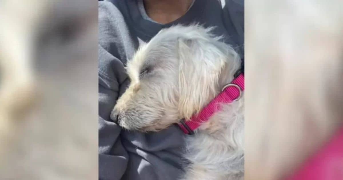 Kind Woman Rescues Pregnant Dog Who Came Running To Her, Changing Their Lives Forever