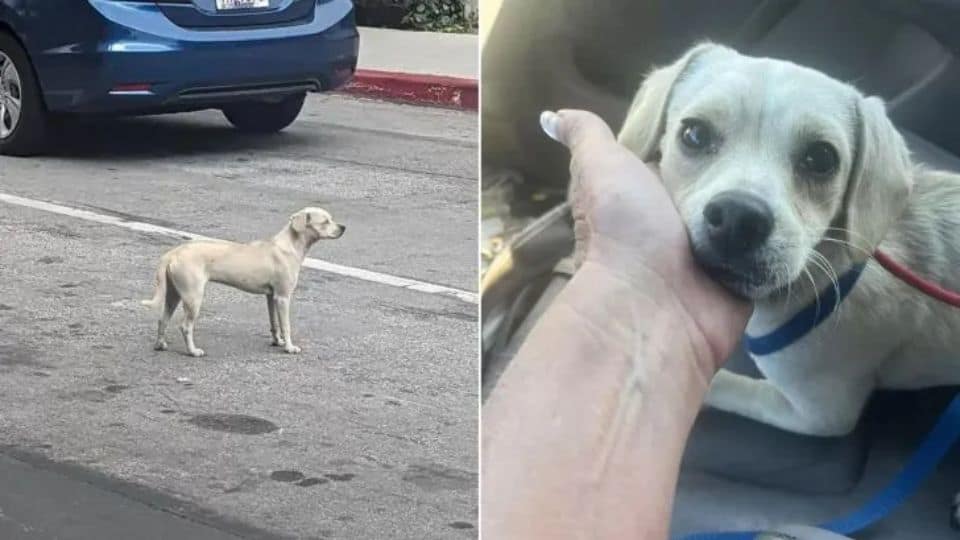 Heartbroken Pup Waits Ten Days Outside Hospital For Owner Who Never Returned