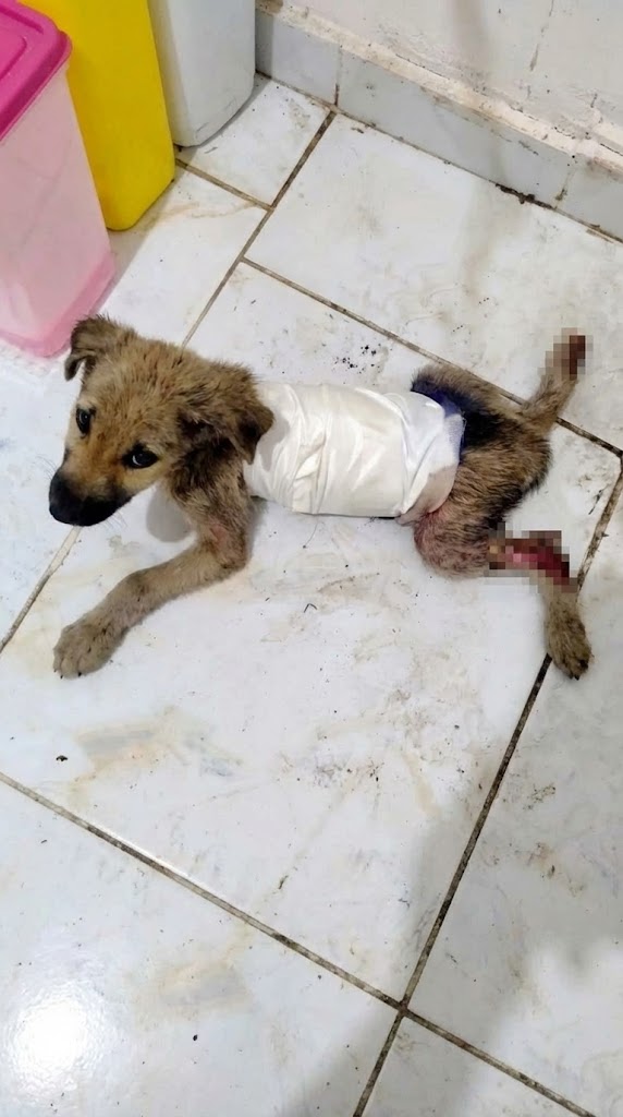 He Was Carried In Without a Name — But His Eyes Said He Wasn’t Ready to Leave This World