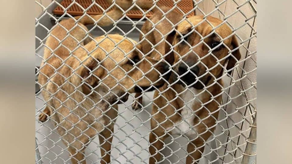 Two Devoted Shelter Dogs Stay Side By Side Until Help Finally Arrives