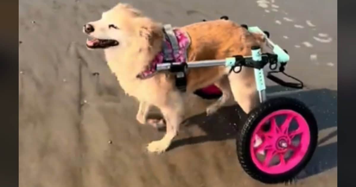 Wheelchair-Bound Senior Dog Transforms into A Playful Pup During Her Beach Day