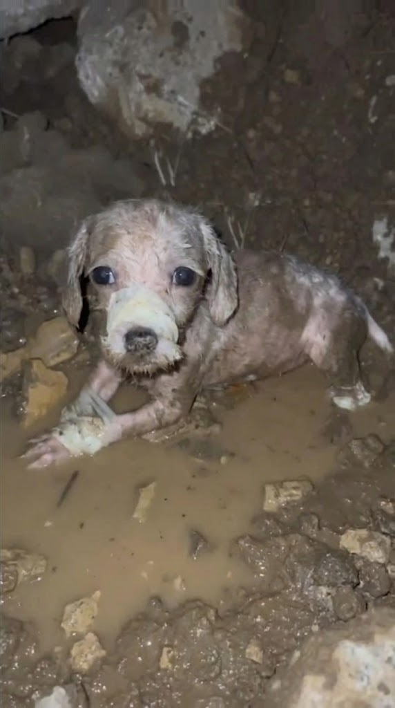 She Was Found Tied and Left to Fade — But Repollita’s Heart Refused to Stop Beating
