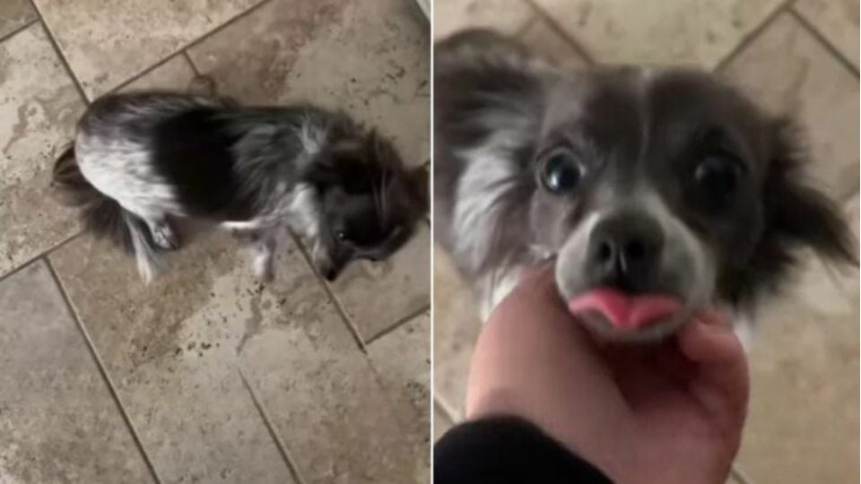 California Woman Believed She Adopted A Chihuahua, Then Came A Shocking Discovery