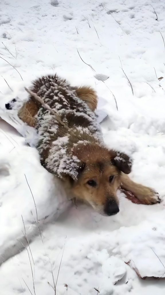 He Lay Bleeding in the Snow, Too Weak to Cry — Until One Stranger Finally Stopped