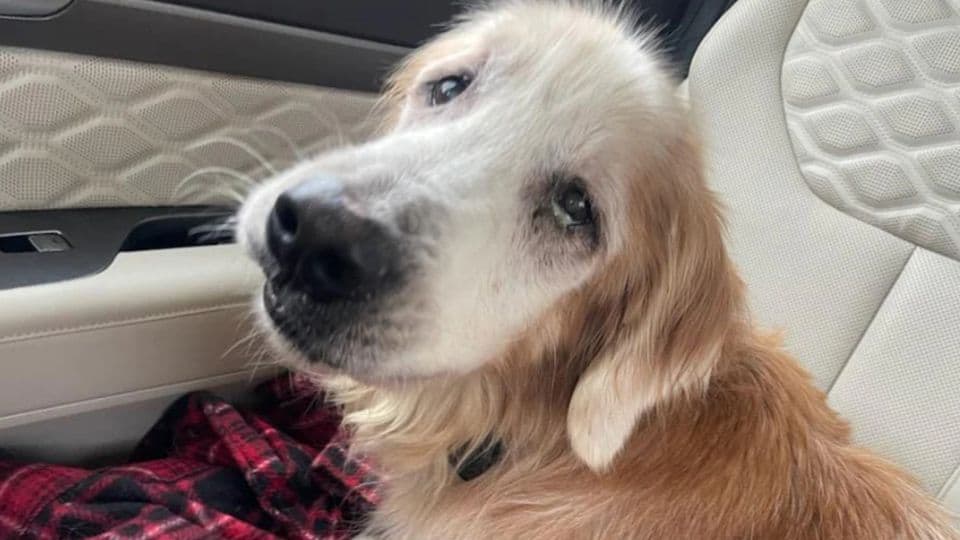 Old Dog Overlooked for Years Finally Gets the Love He Needed