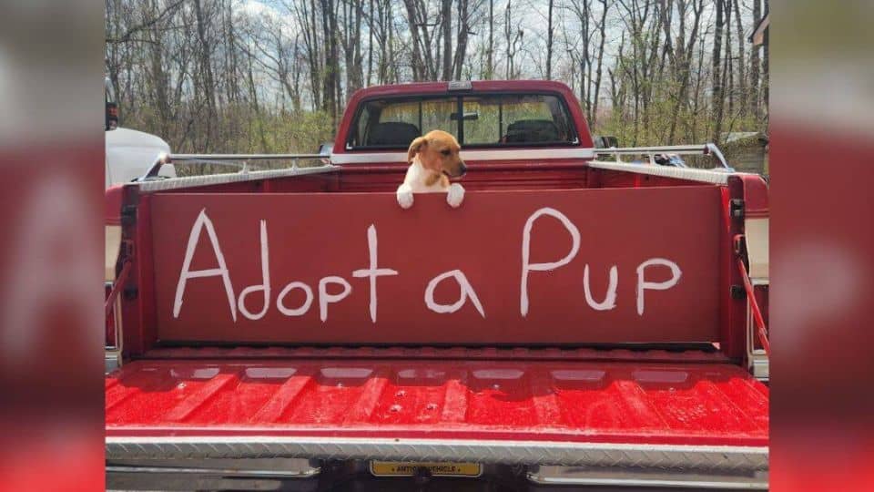 One Puppy’s Heartbreaking Wait After Seeing Every Sibling Get Adopted