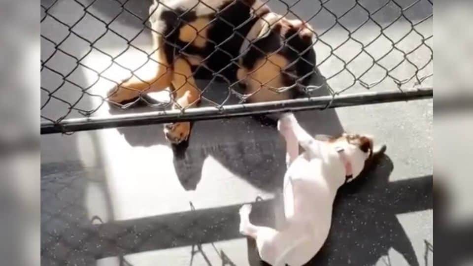Two Dogs Who Chose Each Other And Held On To Their Love