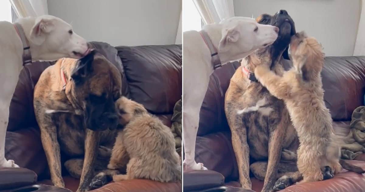 Pawfect Dog Siblings Comfort Anxious Pup After Escaping Abusive Owner
