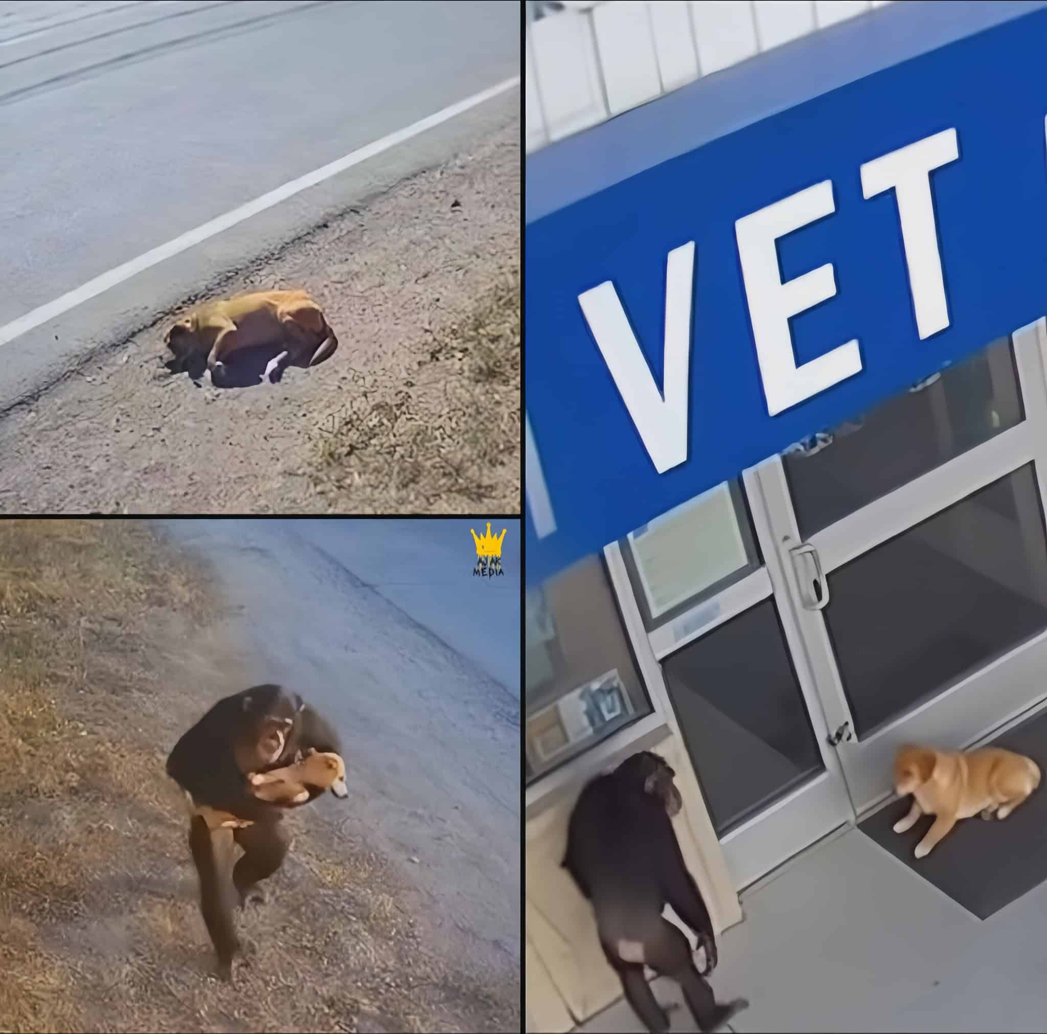 Chimpanzee Carried Injured Stray Puppy To A Vet