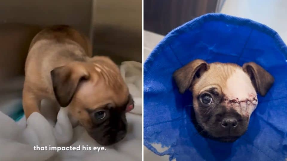 Tiny Puppy Jax Suffered In Silence With A Shattered Eye
