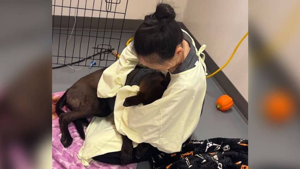 Monarch The Sick Shelter Puppy Who Refused To Let Go Of Life