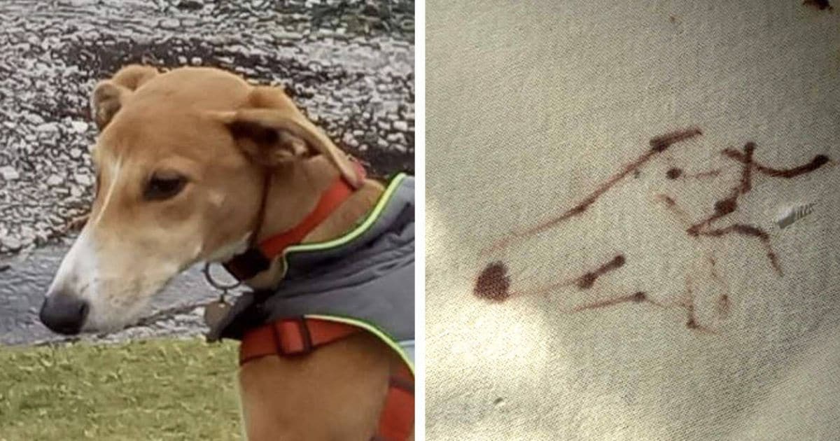 Puppy Steals Permanent Marker And Surprises His Mom With A Perfect Self-Portrait