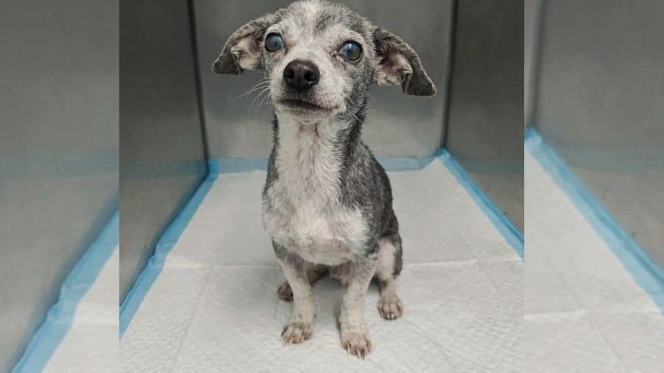 Senior Dog Was Surrendered at 12 and Stood Still in Her Cage Until Hope Returned