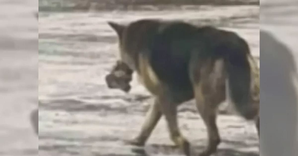 Stray Dog’s ‘Heartwrenching’ Tales Unveiled After Being Found Wandering With Her Only ‘Friend’