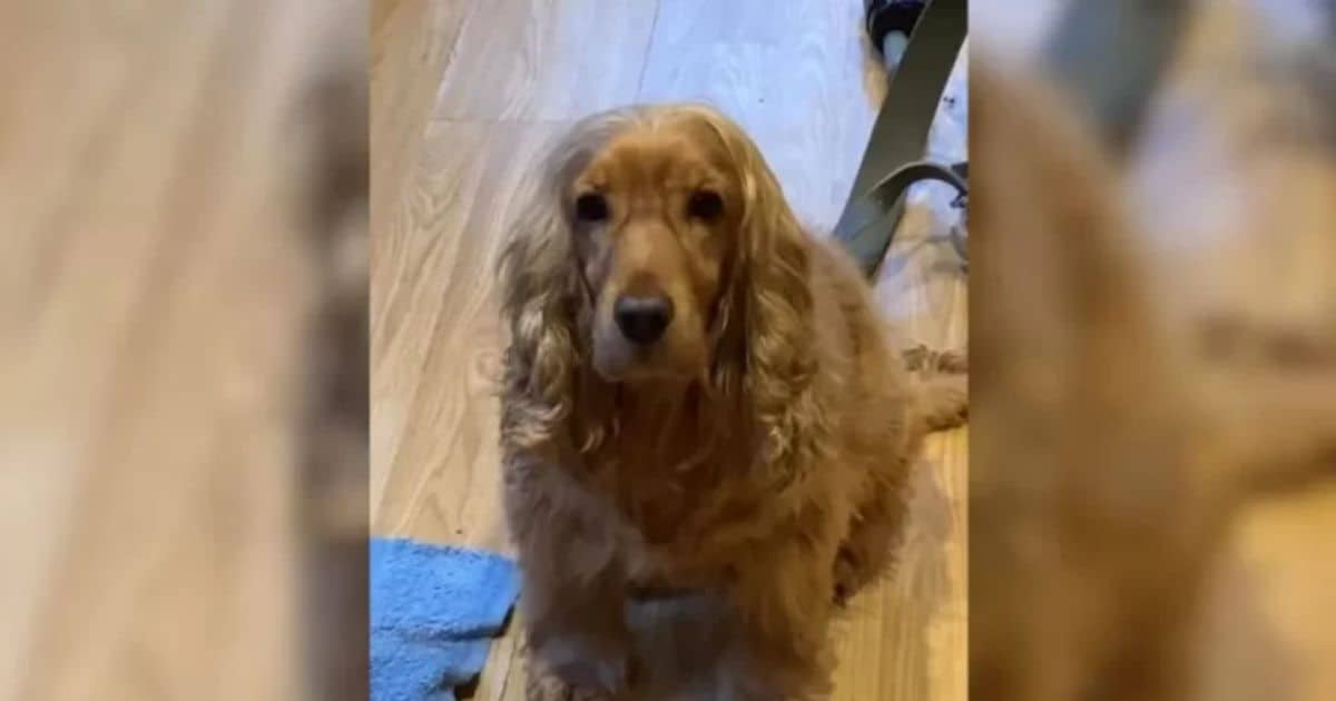 Cocker Spaniel’s “Flicky Ears” Magic Trick Will Make Your Day