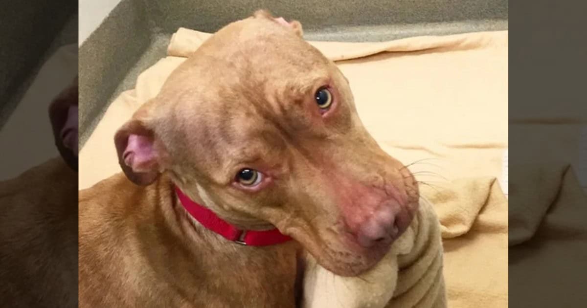 Homeless Pittie Who Faces Many Rejections Makes His Bed to Show He’s Worth Adopting