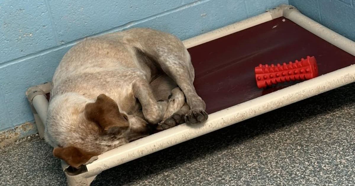 Lonely Pup Cries Herself to Sleep After Her Brother Left for a New Home