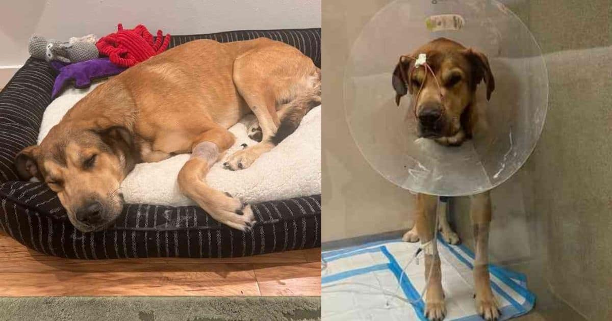 Abandoned Pup with Heart and Lung Issues Faced Euthanasia After Owner Refused To Take Him Back