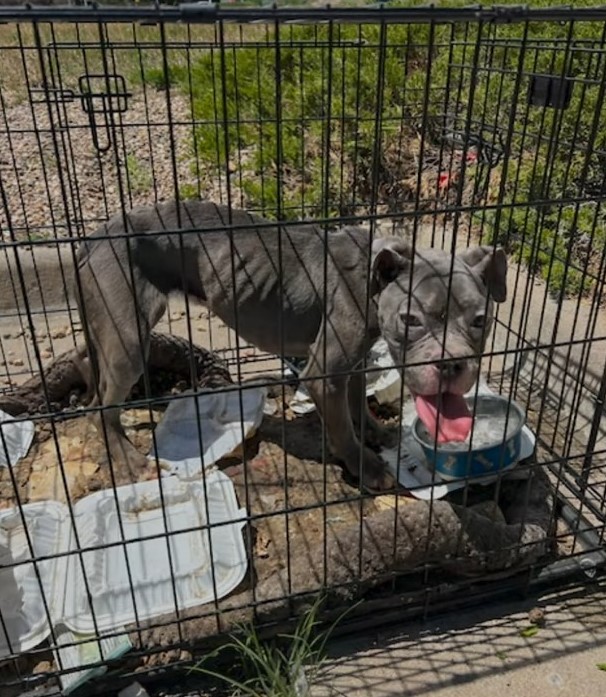 From Parking Lot Nightmare to Mountain Fire Miracle: Gertrude’s Journey Home
