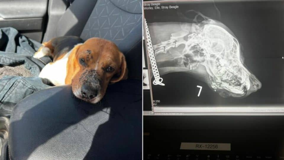 Woman Rescues Injured Beagle From Highway and Changes Her Life Forever
