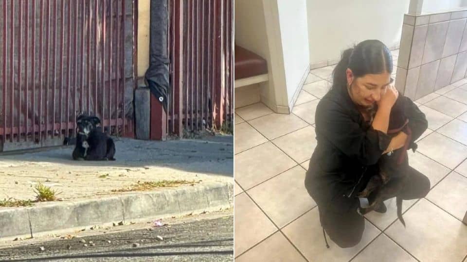 Stray Dog Who Waited in the Same Spot for Months Finds His Family Again