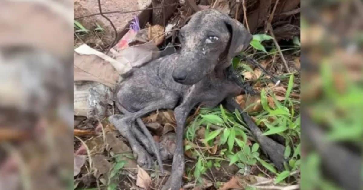 Abandoned Pup Left in Trash Finds Love and A New Life After Being Rescued