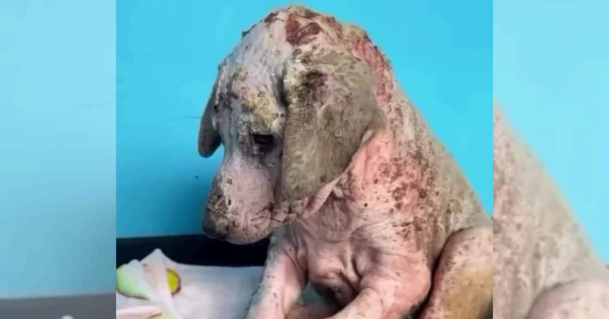 A Second Chance for Rodney: Join Us in His Heartwarming Path to Recovery