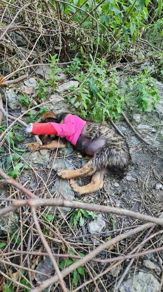 Left in the Forest to Suffer — But Little Kompot Refused to Give Up