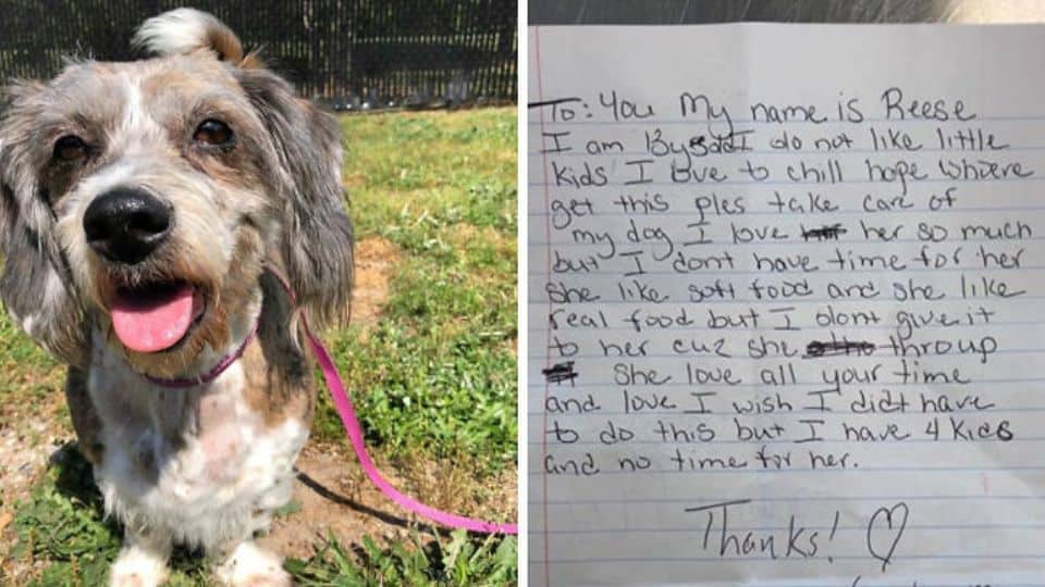 13-Year-Old Dachshund Mix Abandoned With a Heartbreaking Note
