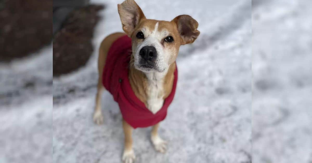 A Happy Ending for Cleto’s 10-Year Journey from Neglect to Love