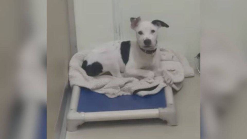 From Kennel Quiet to Forever Home: The Emotional Journey of Gigi