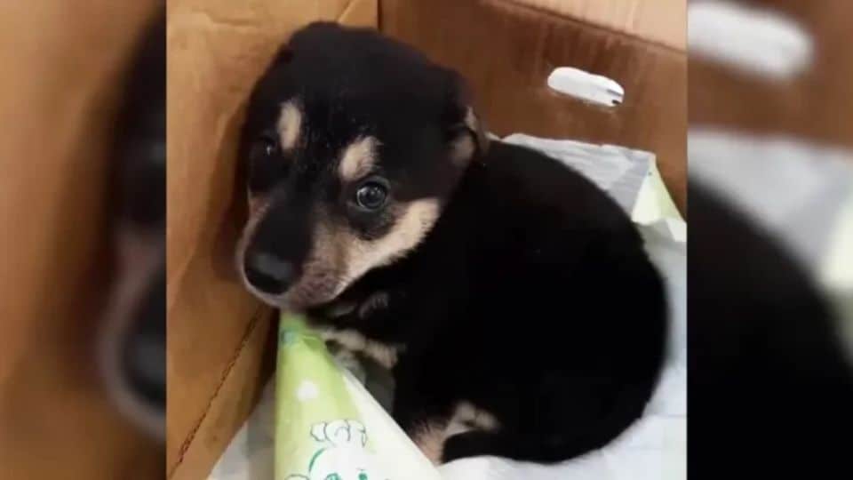 Abused Pup Escaped From His Owner, Now Lives The Happiest Live