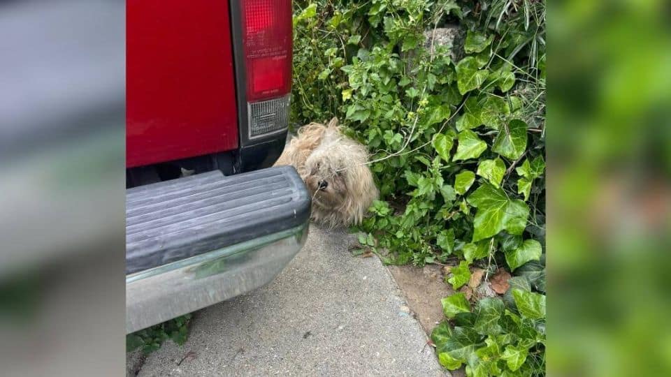A Stray Dog’s Journey From Earthquake Terror to the Safety of Love