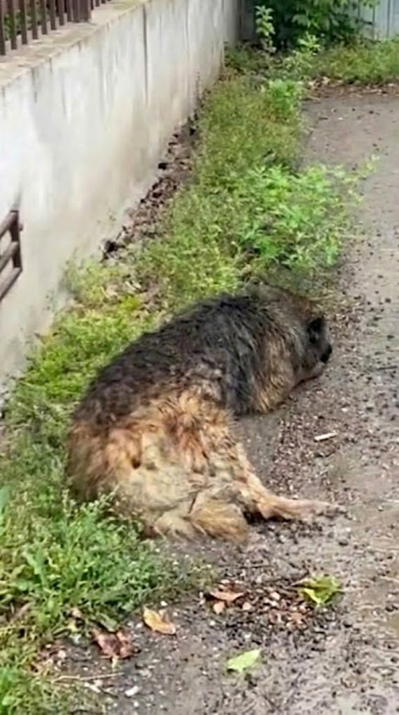They Thought He Was Gone in the Rain — Until They Saw His Chest Move