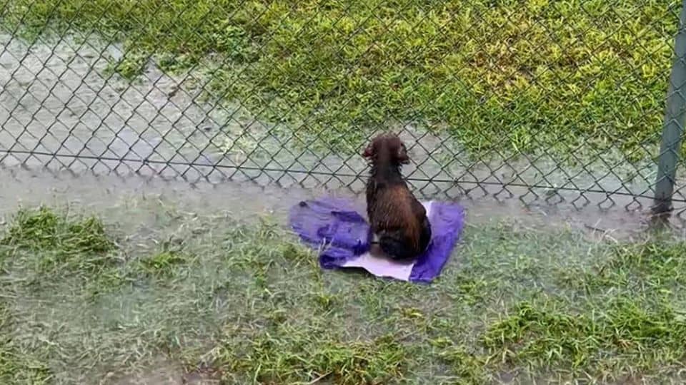 Rescuers Find Soaked Puppy Waiting on a Field for Someone to Come Back