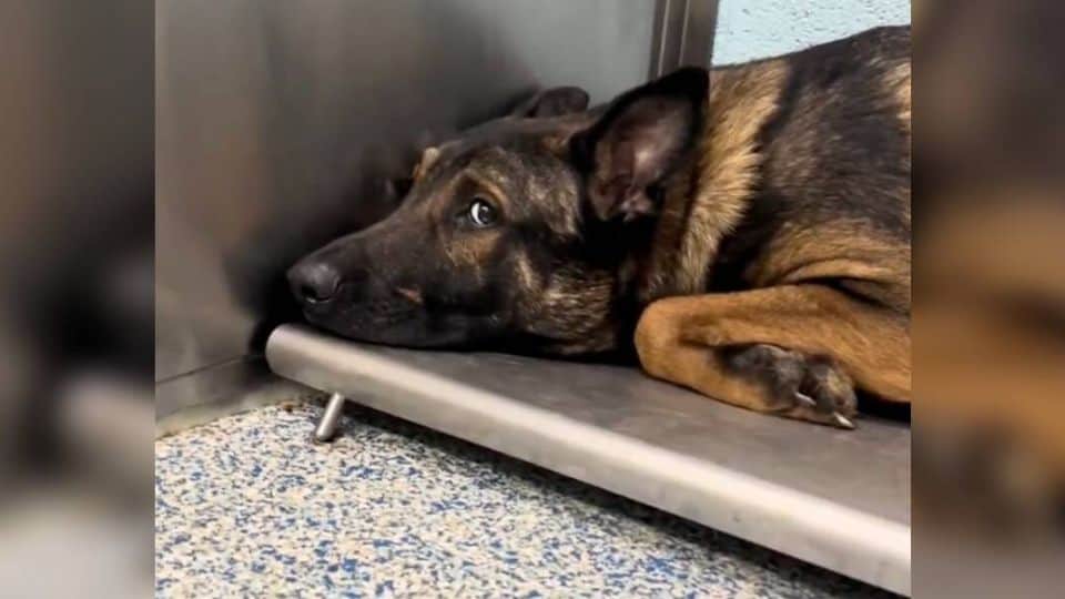 Terrified Dog Rescued from Overcrowded Apartment Finds Hope in Puppy Reunion