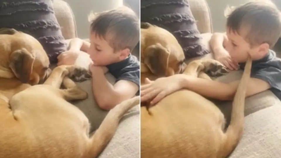 Boy Adopts Abused Dog With His Savings and What He Says Next Will Melt Your Heart