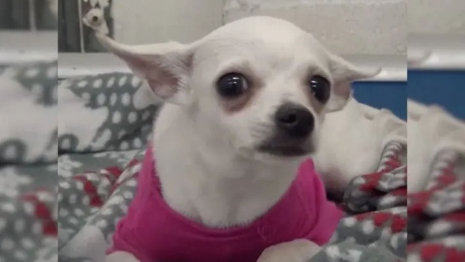 Heartbroken Pup Watches Owner Leave Without Saying Goodbye as Shelter Staff Watch in Silence