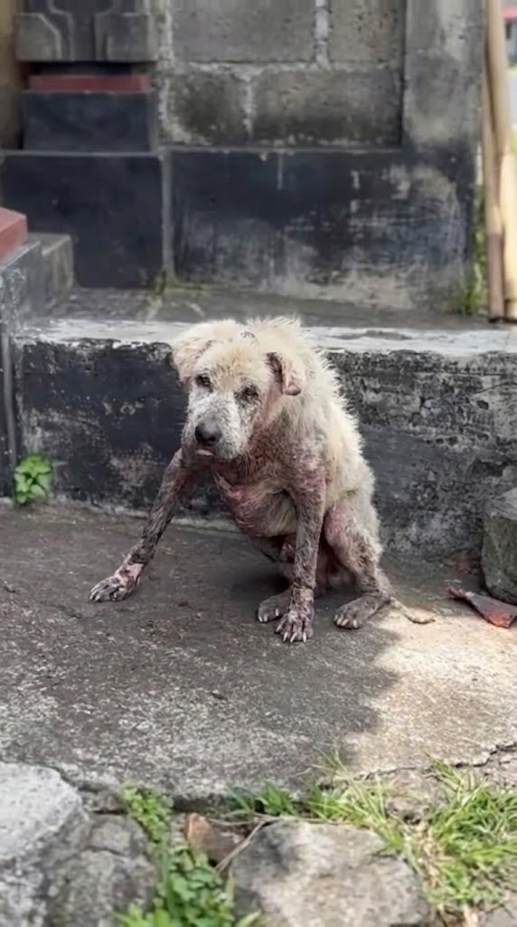 He Didn’t Bark for Help — He Just Stood There and Waited