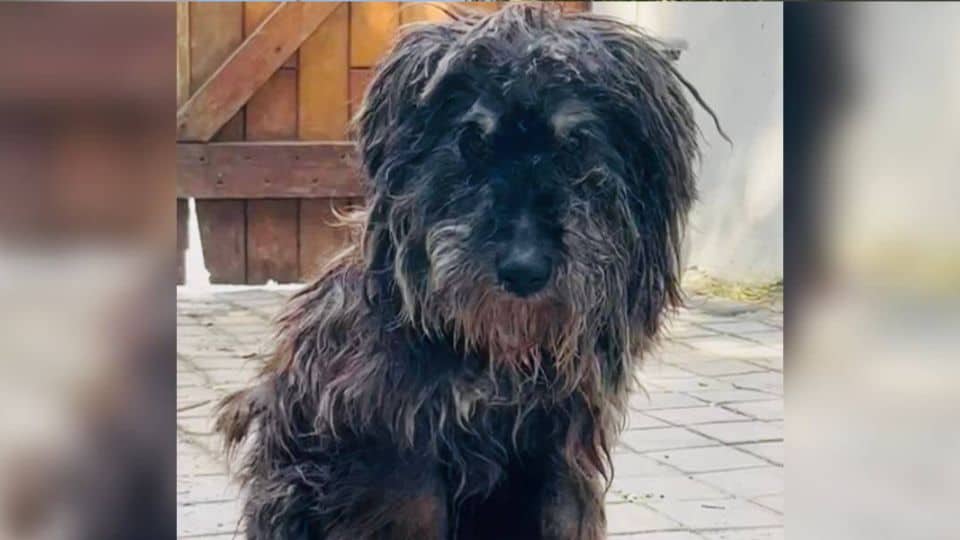 Senior Dog Lost For 13 Years Finally Finds A Safe Home Again