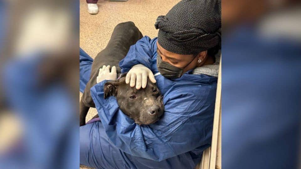 Rescue Workers Help A Frightened Dog Start A New Life Of Love