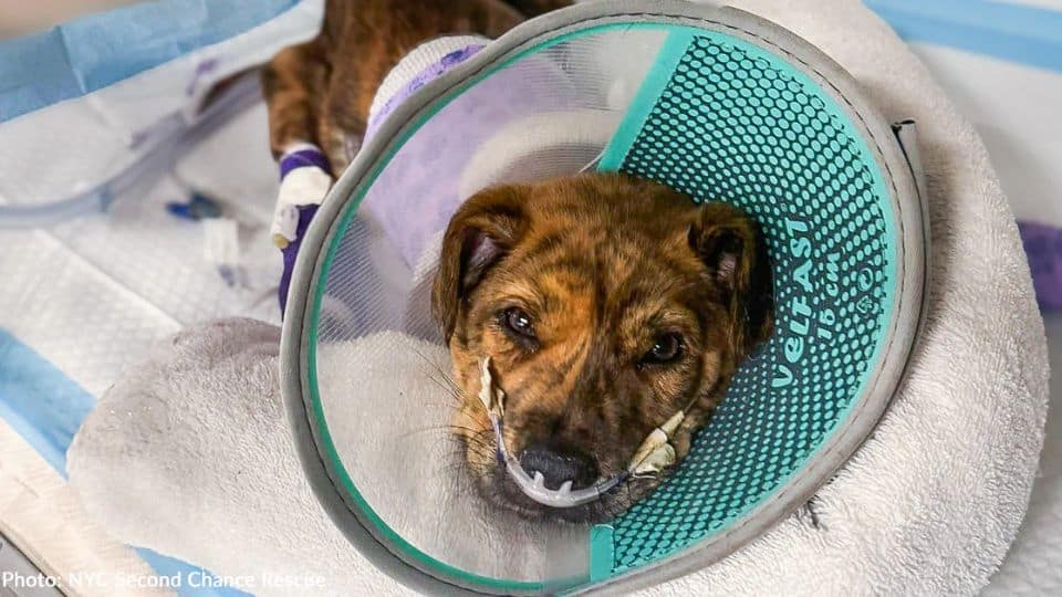 Puppy Fought For Every Breath After A Terrifying Car Accident
