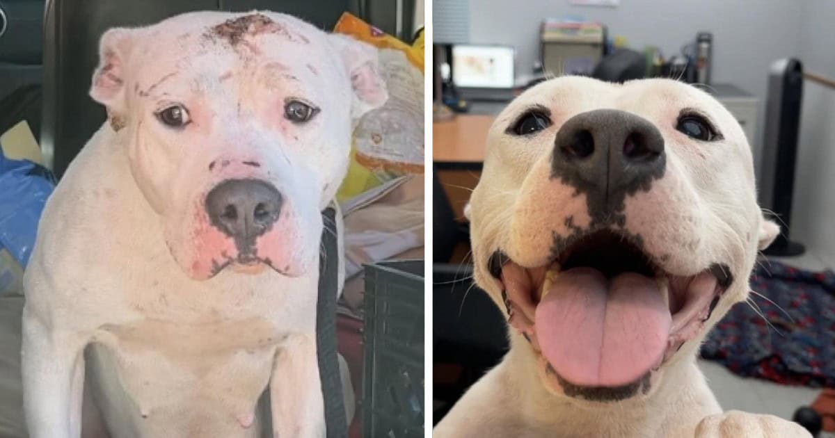 Mother Dog And Her Four Pups Rescued in Abandoned Yard Finds Love and Happiness in New Home