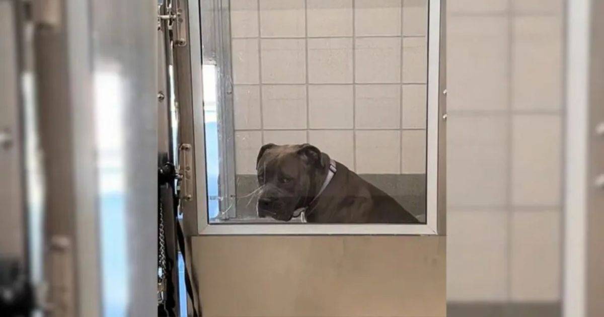 Lonely Shelter Pup Found Joy After Rescuers Gave Her A Chance To Shine