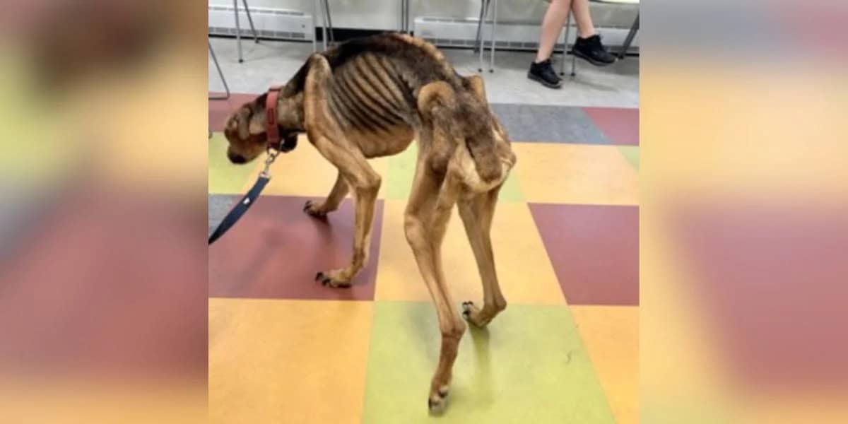 Shelter Couldn’t Believe This 27-Pound Pup Could Walk, Then His Miracle Began