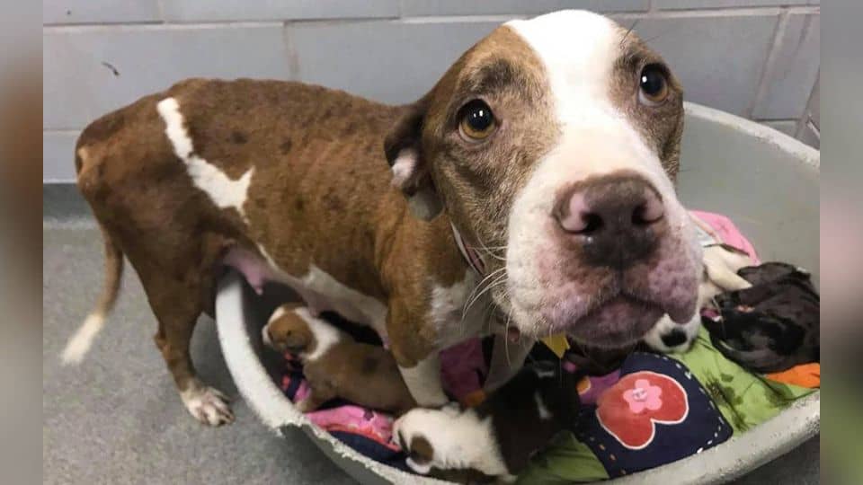 Confused and Alone, This Mama Dog Was Abandoned With Her Ten Newborns