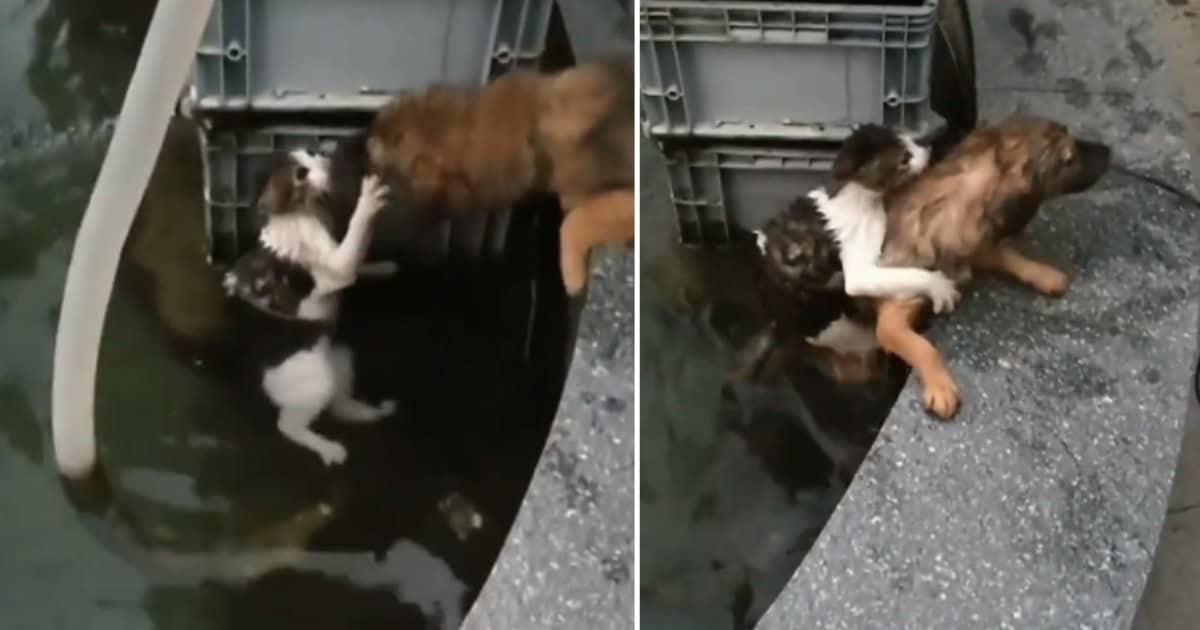 Brave Pup Dives Into The Water To Save His Cat Friend From Drowning
