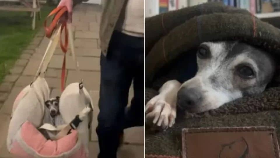 Tiny Dog’s Heartwarming Journey From Cage to Freedom After 6 Long Years