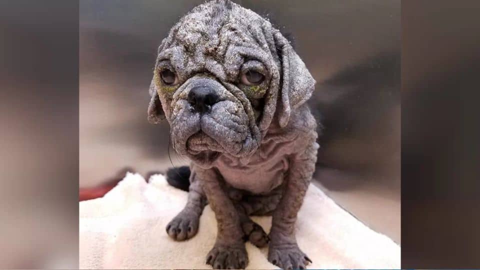 Abandoned Pug Fights to Survive and Finally Gets the Home He Deserved